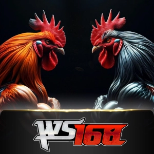 Ws168 Sabung - TURBOBET168